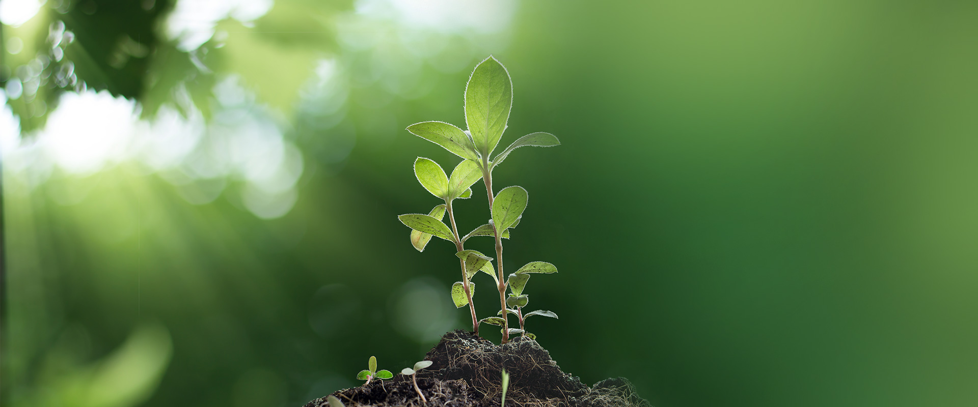 植物营养